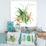 Tropical Leaves Air Plant Succulent