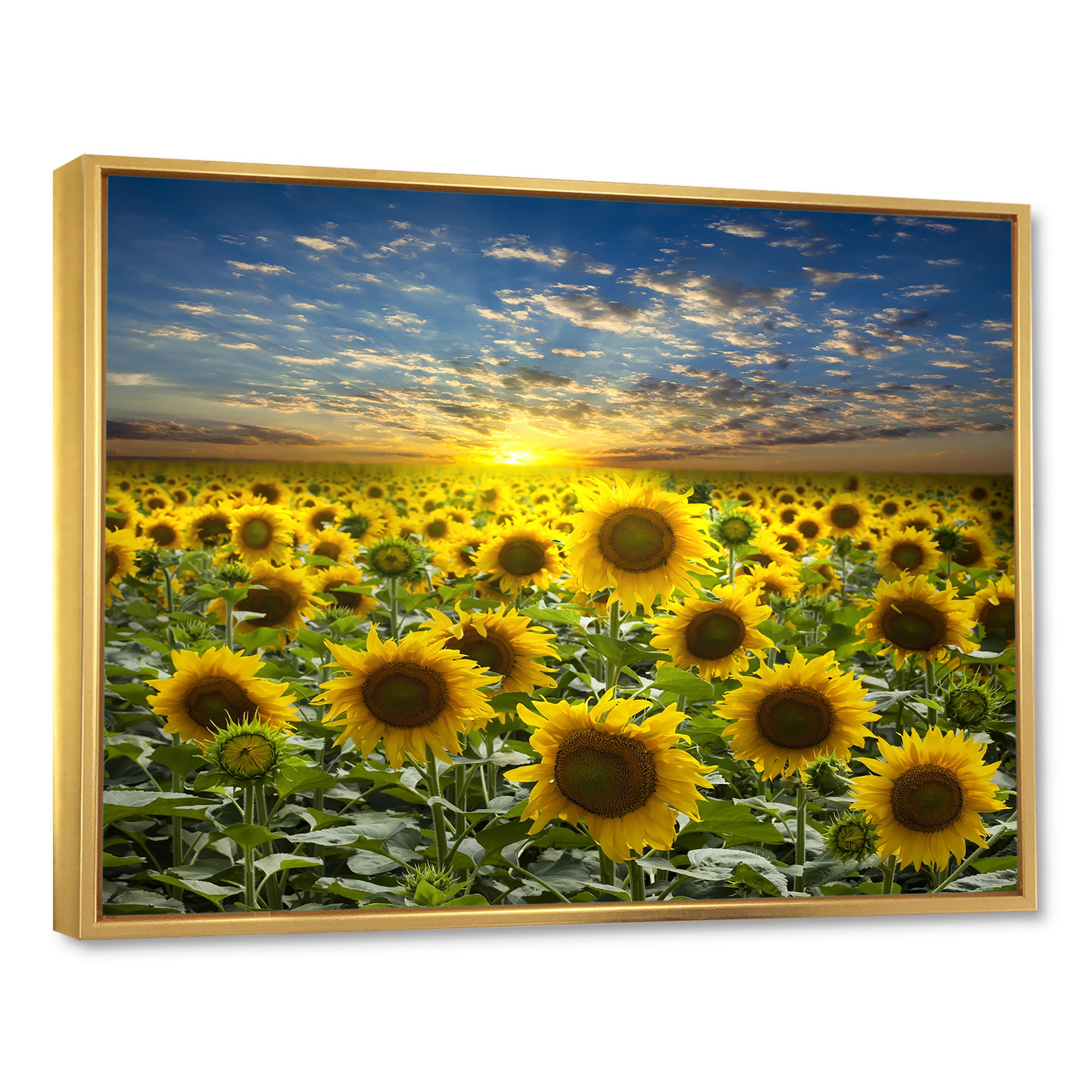 Field of Blooming Sunflowers Wall Art