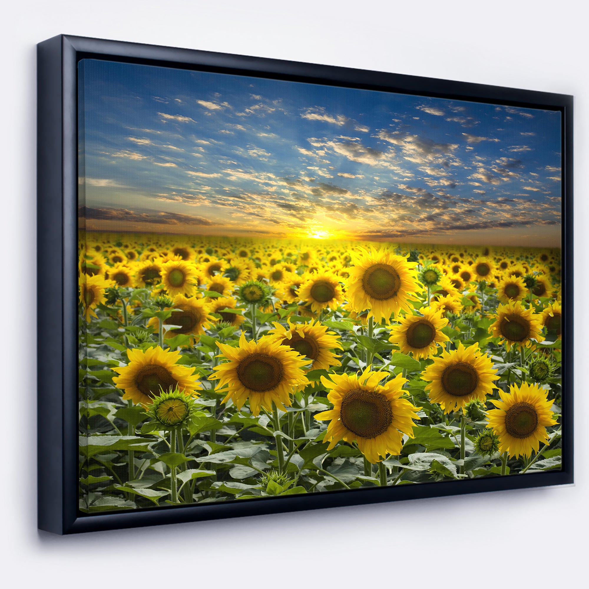 Field of Blooming Sunflowers Wall Art