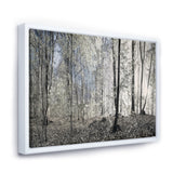 Dark Morning in Forest Panorama Wall Art