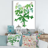Vintage Drawing of Wild Plants
