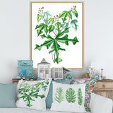 Vintage Drawing of Wild Plants