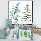 Two Fern Leaves