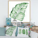 Tropical Leaf Of Monstera II