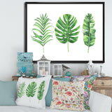 Tropical Leaf Of Monstera IV
