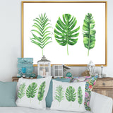 Tropical Leaf Of Monstera IV
