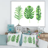 Tropical Leaf Of Monstera IV