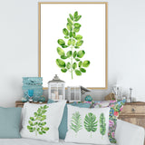 Moringa Branch Tropical Tree Foliage