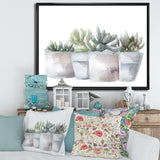 Cactus and Succulent House Plants III