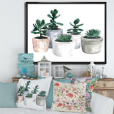 Cactus and Succulent House Plants VI