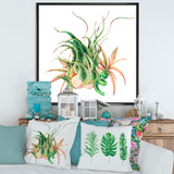 Tropical Leaves Air Plant Succulent