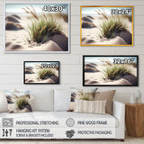 Grass On Sand Dunes II
