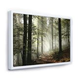 Light in Dense Fall Forest with Fog Wall Art