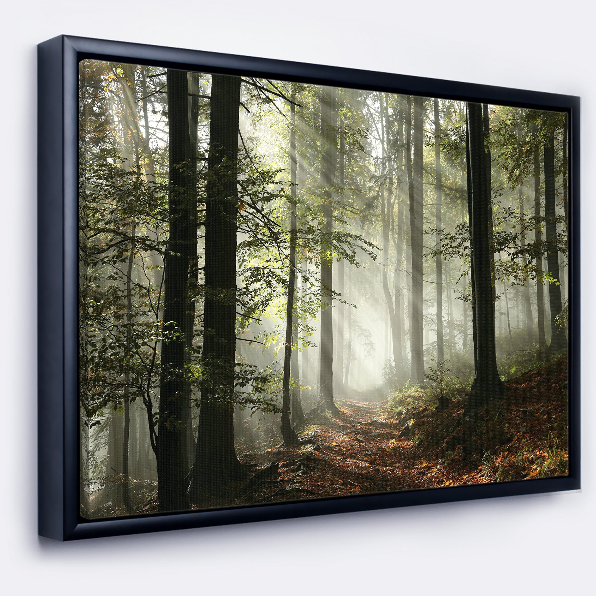 Light in Dense Fall Forest with Fog Wall Art