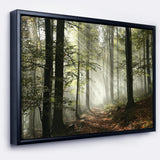 Light in Dense Fall Forest with Fog Wall Art