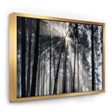 Sunbeams through Black White Forest Wall Art