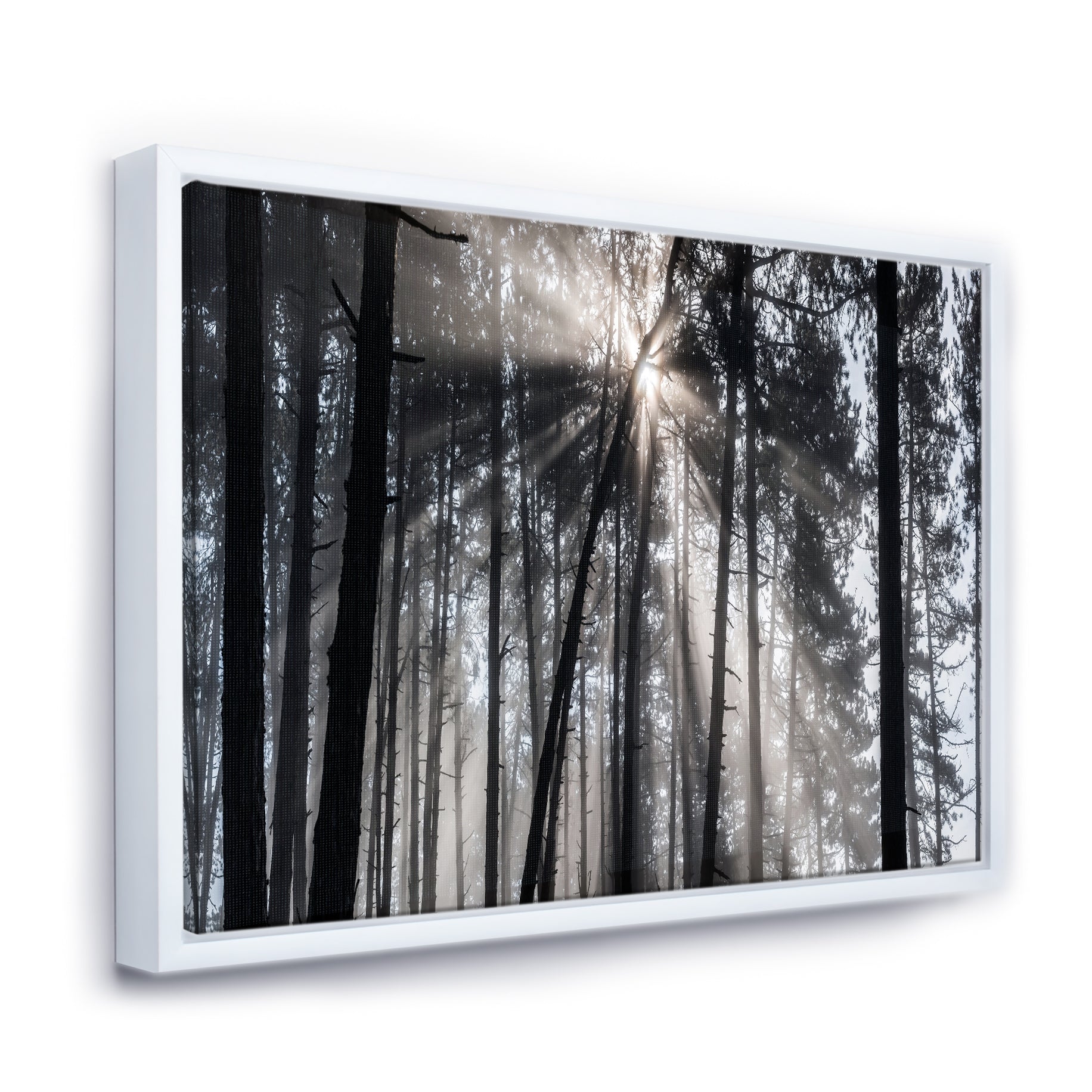 Sunbeams through Black White Forest Wall Art