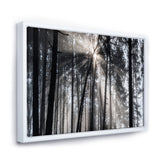 Sunbeams through Black White Forest Wall Art