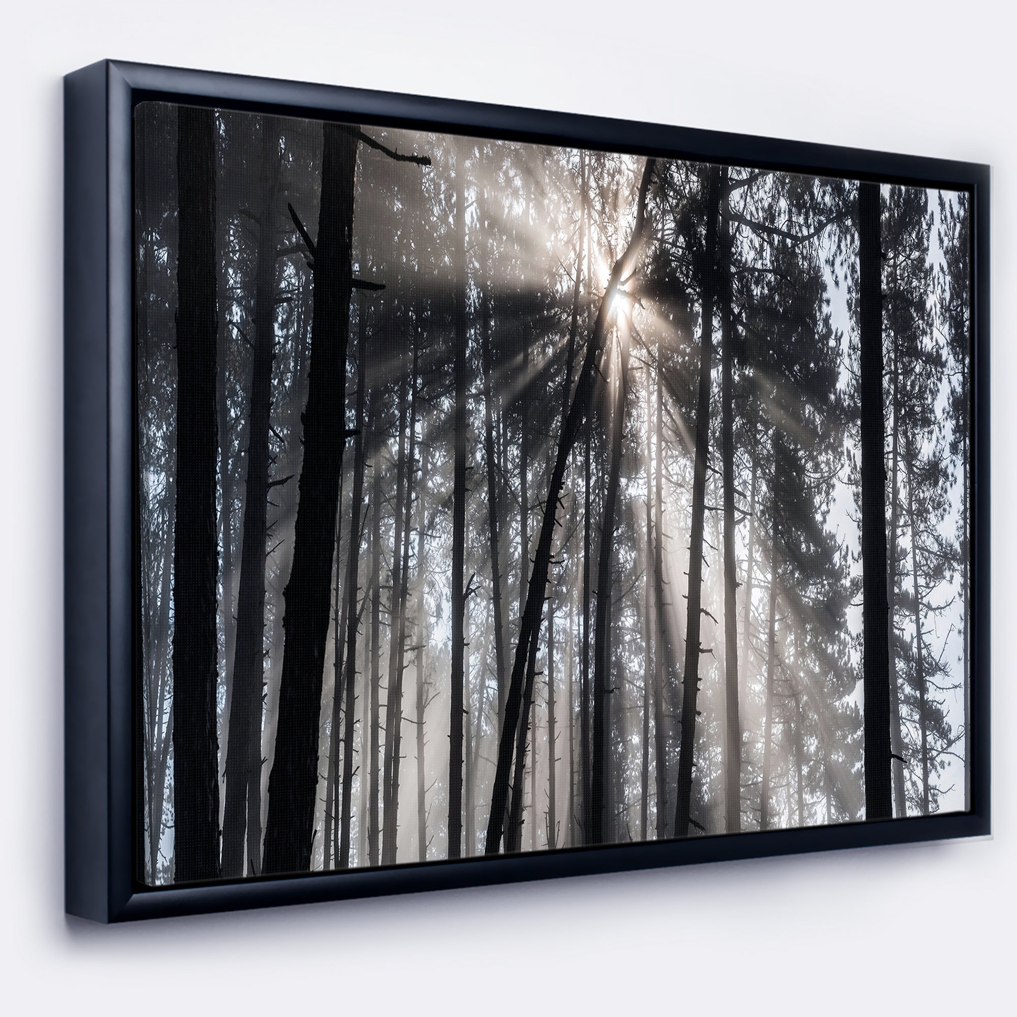 Sunbeams through Black White Forest Wall Art