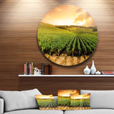 Sunset Vineyard Panorama' Extra Large Wall Art Landscape