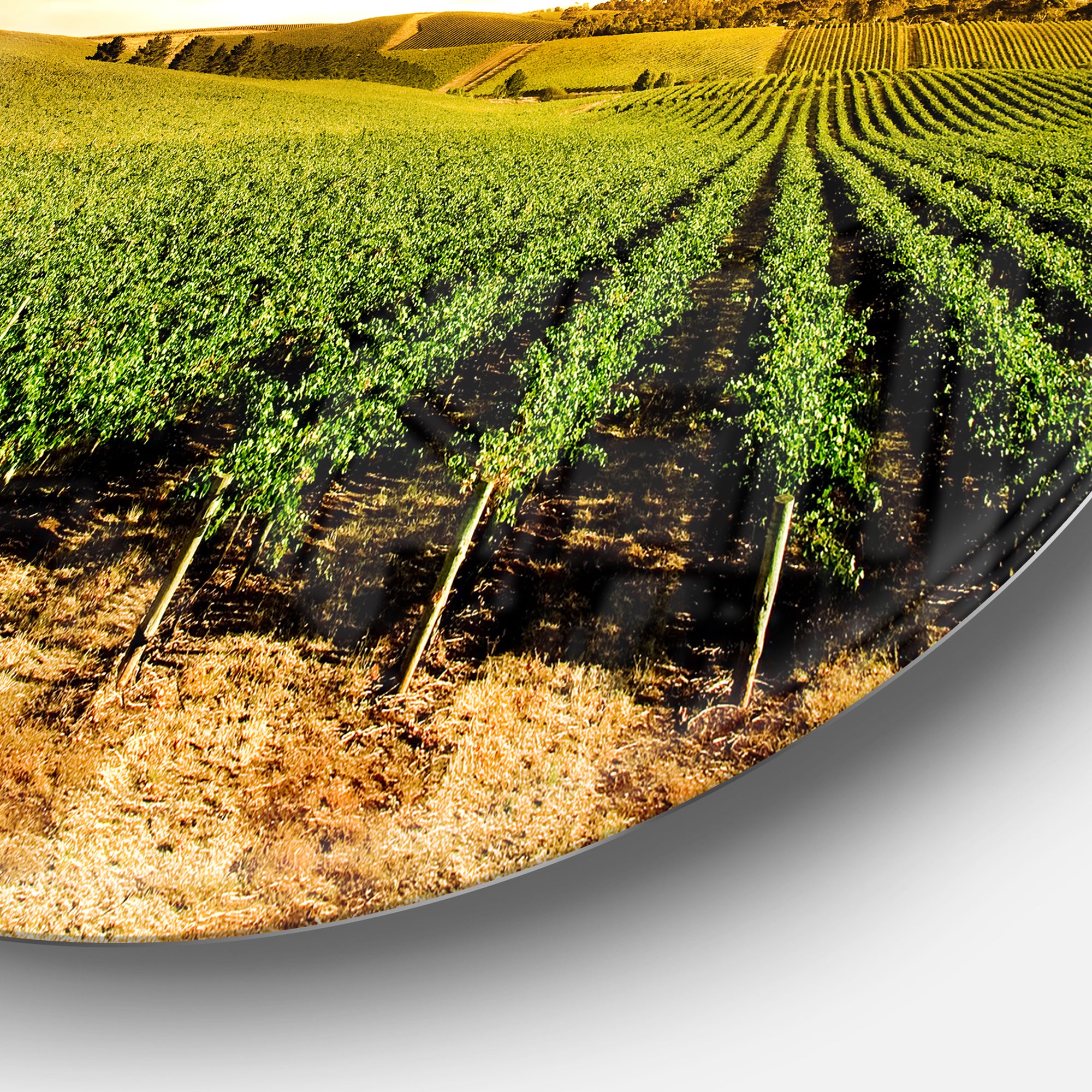 Sunset Vineyard Panorama' Extra Large Wall Art Landscape