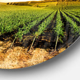 Sunset Vineyard Panorama' Extra Large Wall Art Landscape
