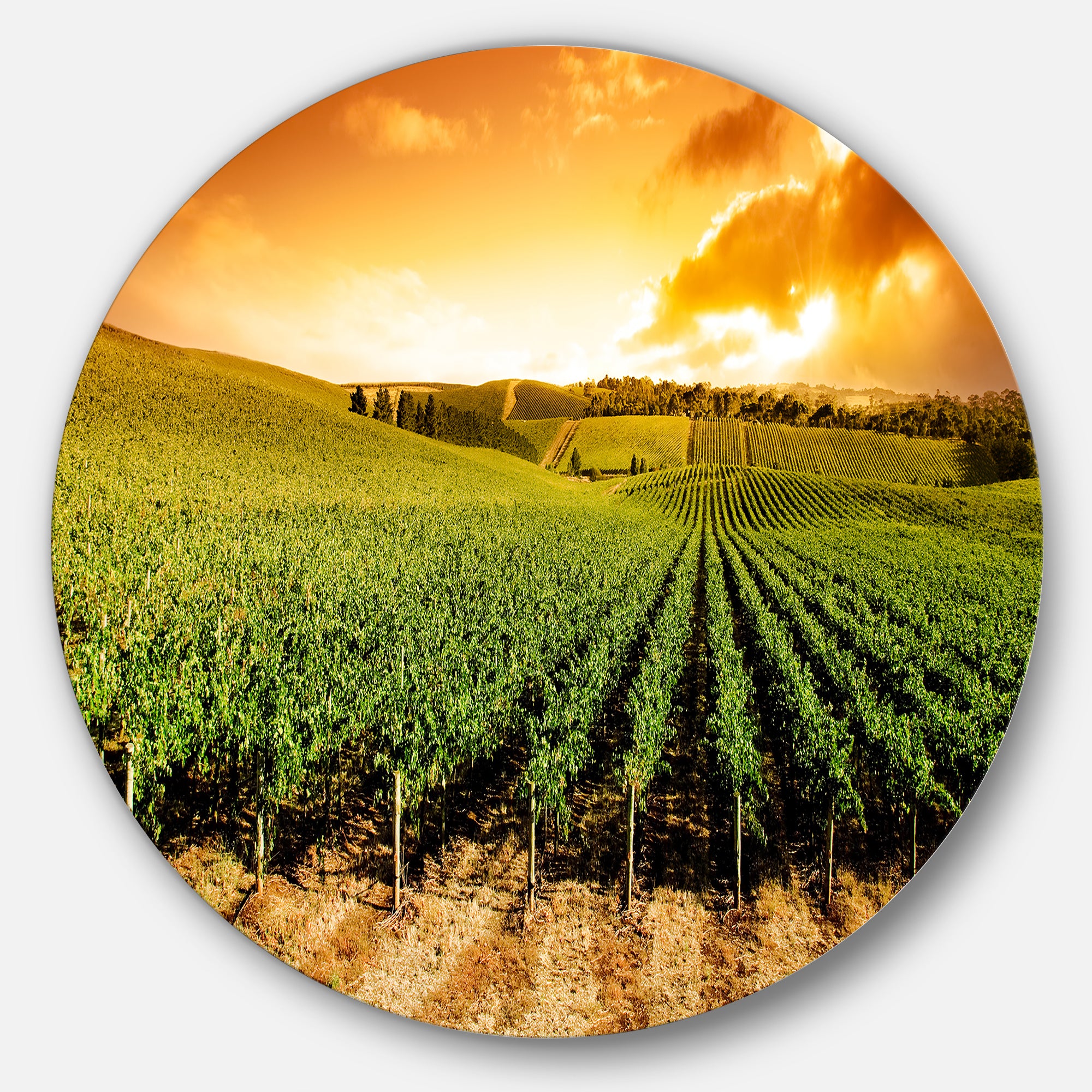 Sunset Vineyard Panorama' Extra Large Wall Art Landscape