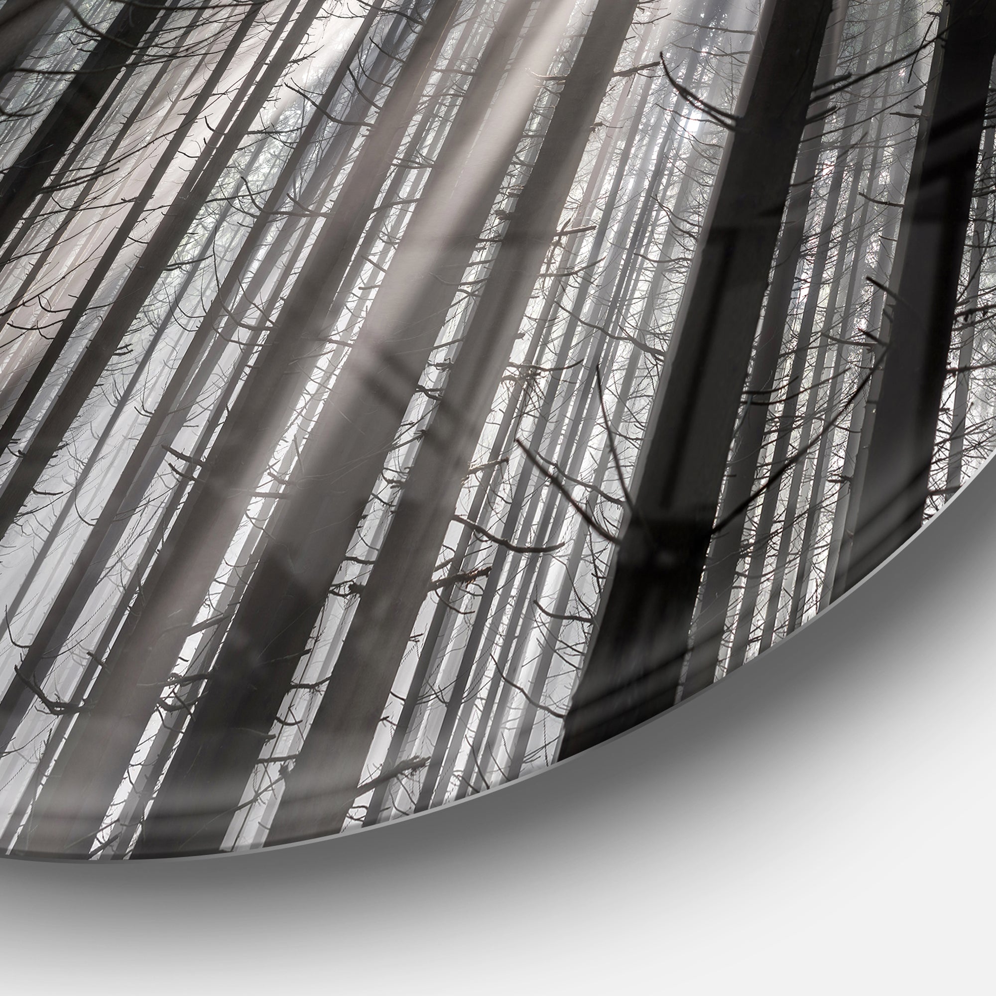 Sunbeams Peeking Through Dark Forest' Forest Metal Circle Wall Art
