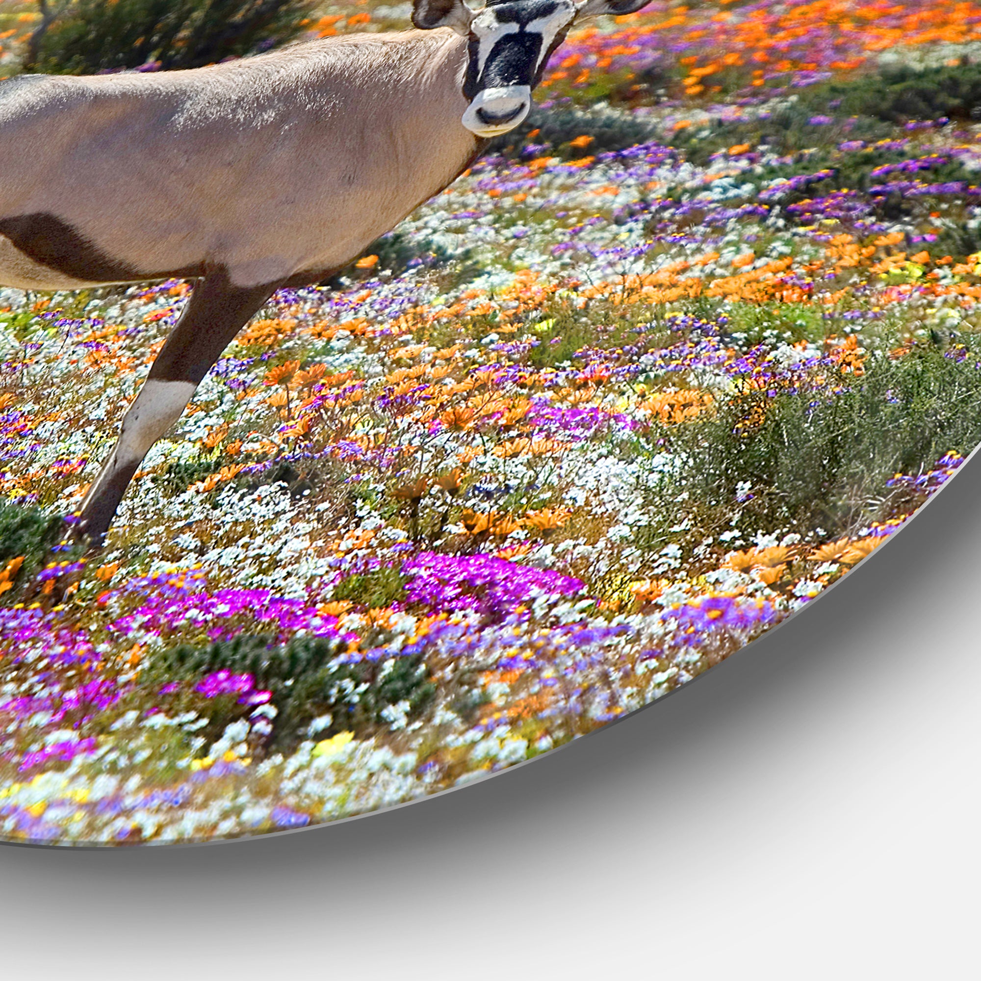 Beautiful Oryx in Flower Field' African Metal Circle Wall Art Print