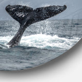 'Large Humpback Whale Tail' Disc Oversized Animal Wall Art