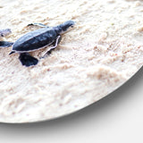 'Baby Green Turtles on Sand' Disc Oversized Animal Wall Art