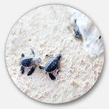 'Baby Green Turtles on Sand' Disc Oversized Animal Wall Art