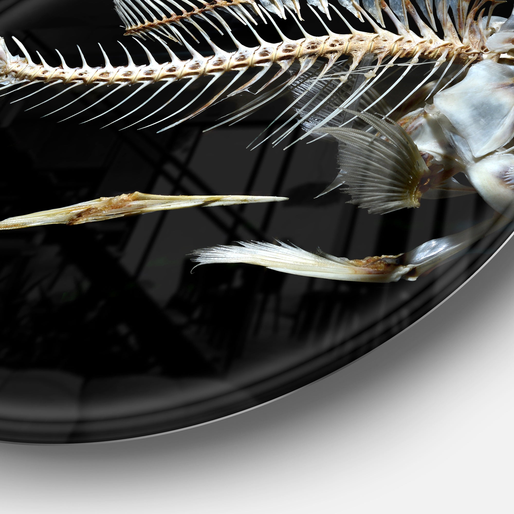 Fish Skeleton Bone on Black' Disc Animal Metal Circle Wall Art