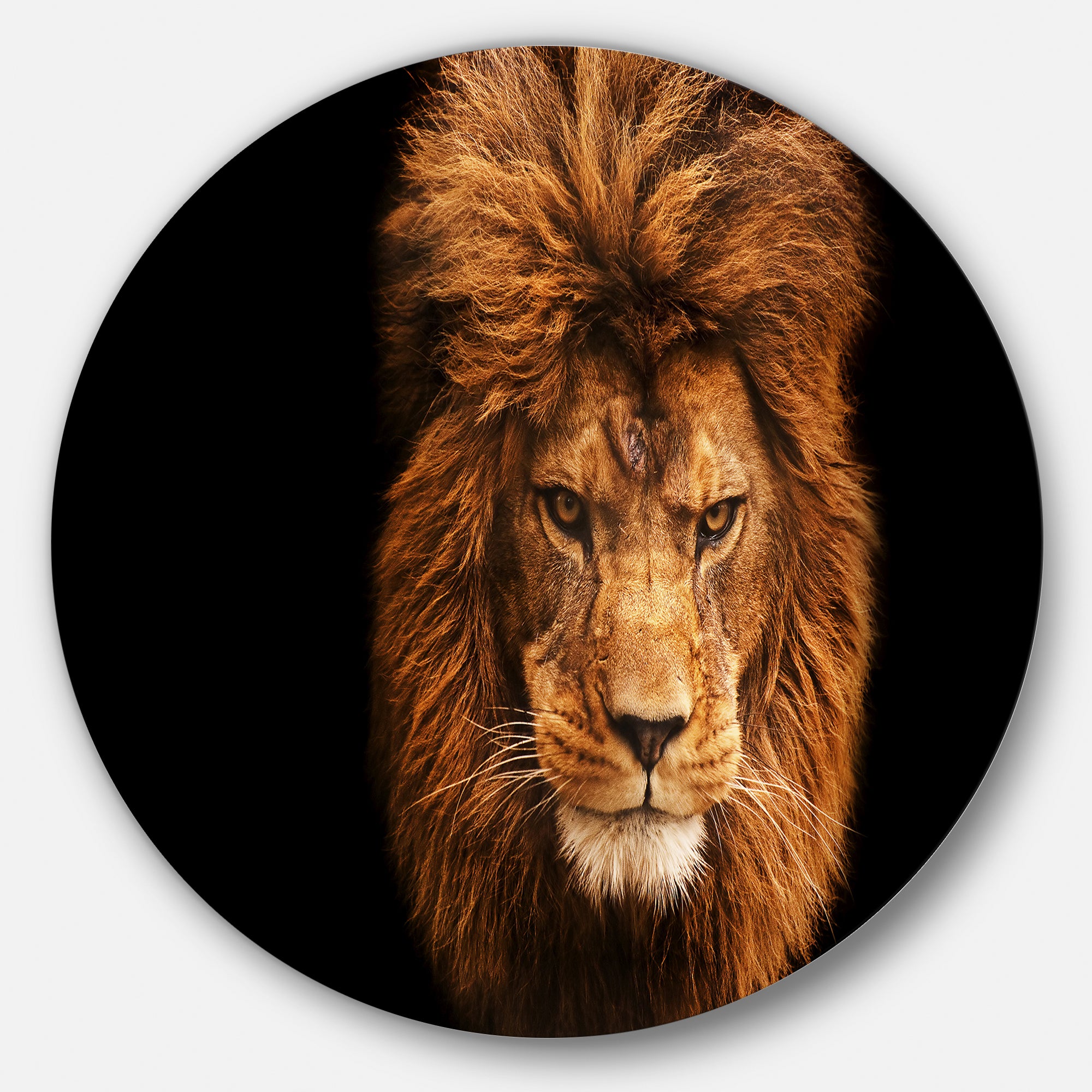 Face of Male Lion on Black' Ultra Vibrant Abstract Metal Circle Wall Art