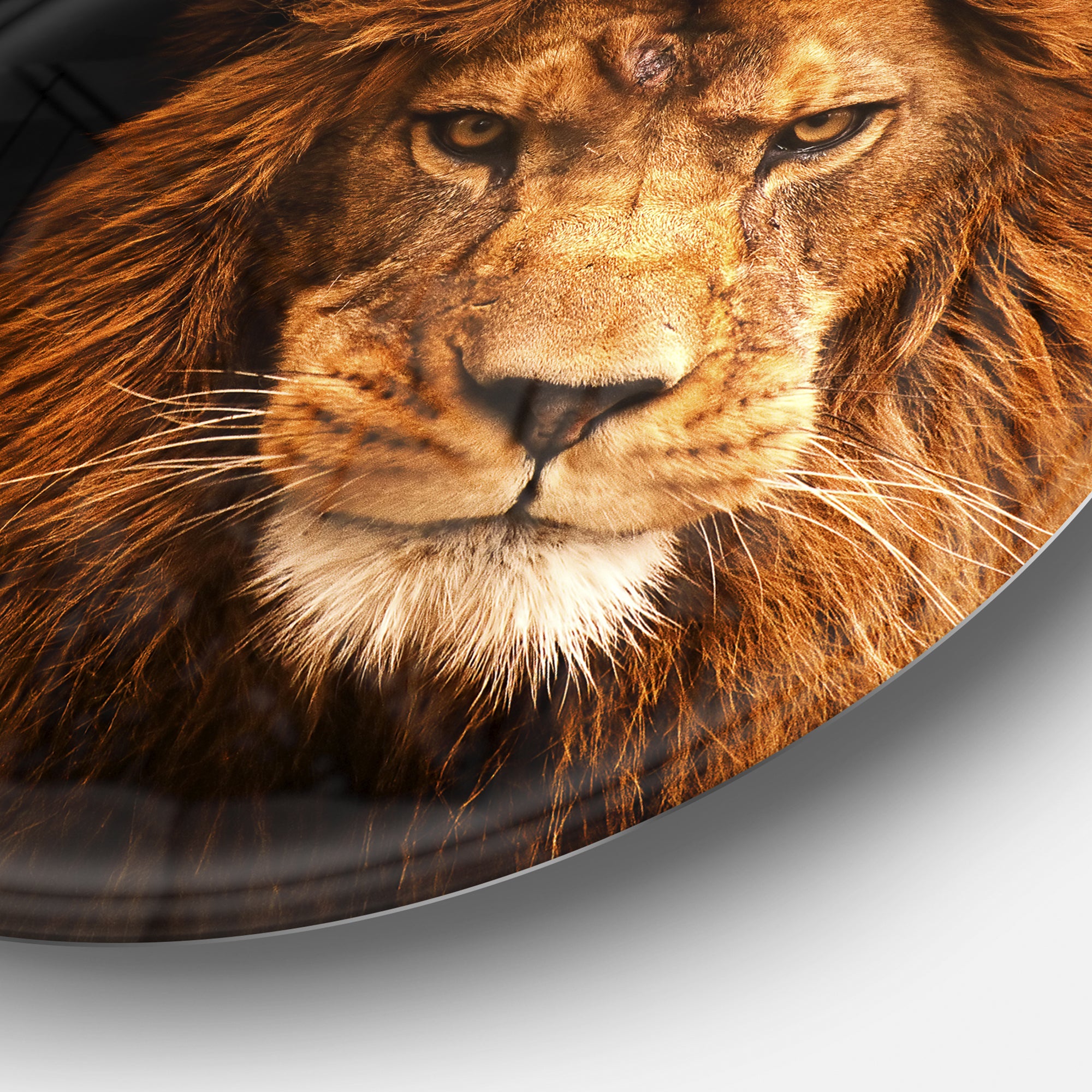 Face of Male Lion on Black' Ultra Vibrant Abstract Metal Circle Wall Art