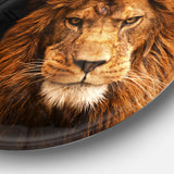 Face of Male Lion on Black' Ultra Vibrant Abstract Metal Circle Wall Art