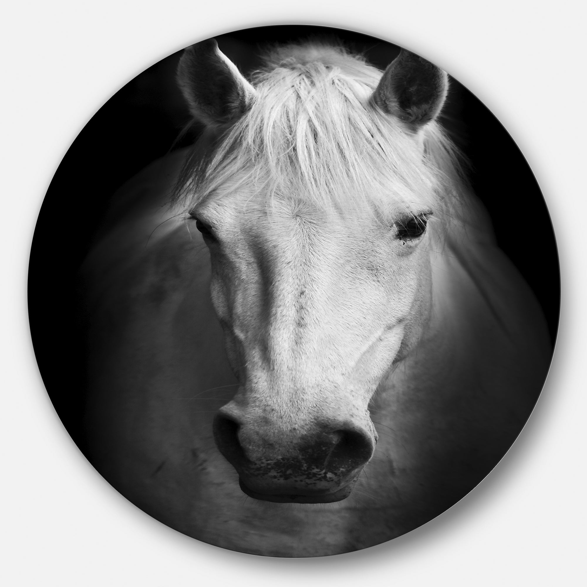 White Horse Black and White' Ultra Glossy Animal Oversized Metal Circle Wall Art
