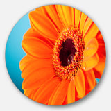 Orange Daisy Gerbera Flower Close up' Disc Flowers Large Metal Circle Wall Artwork