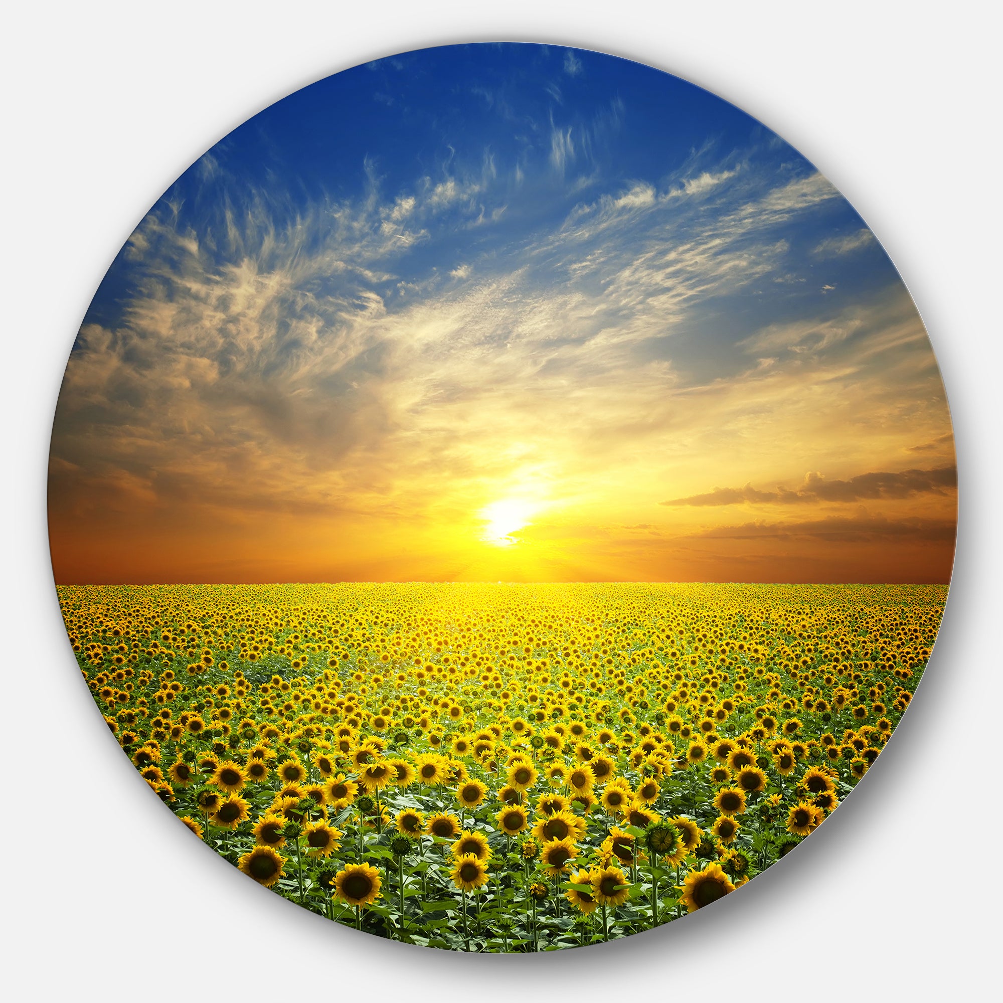 Beauty Sunset over Sunflowers Field' Disc Floral Metal Circle Wall Art