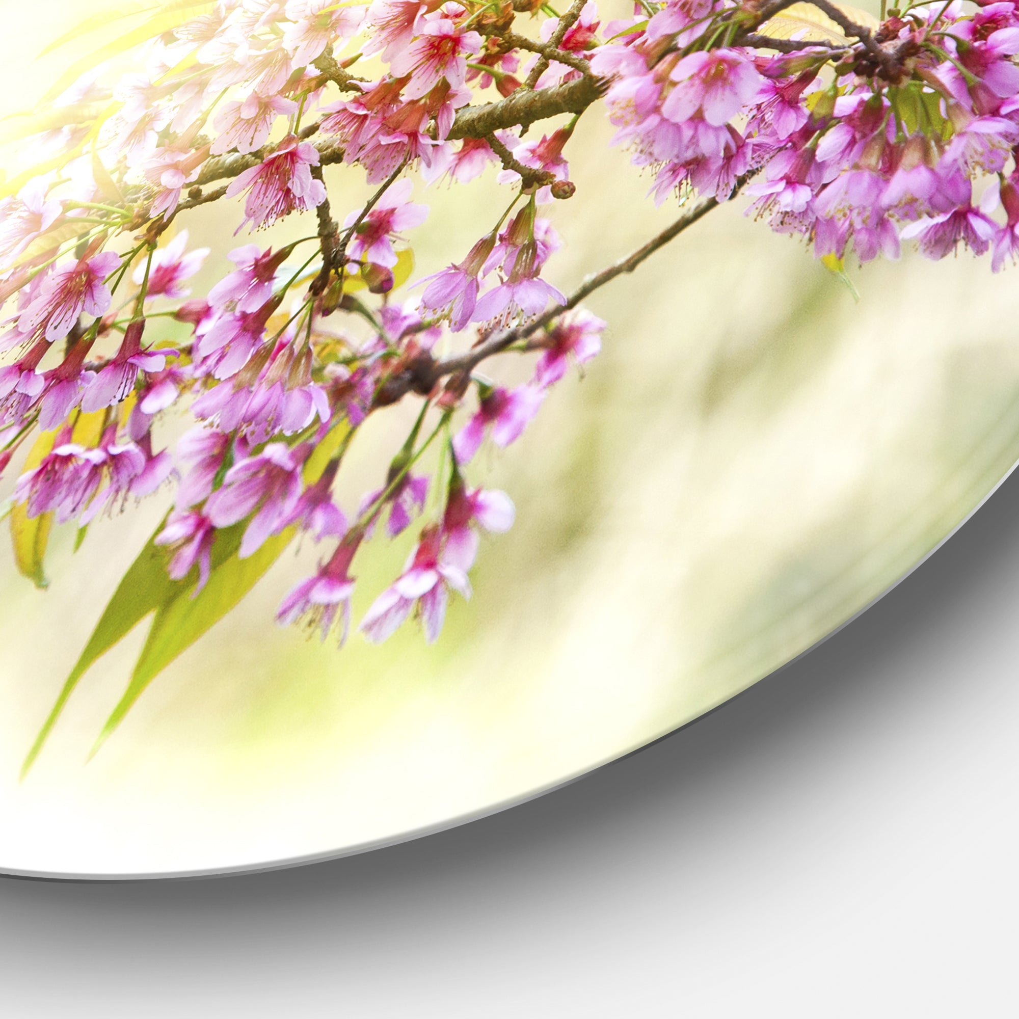 Blooming Cherry Flowers' Floral Photography Circle Metal Wall Art