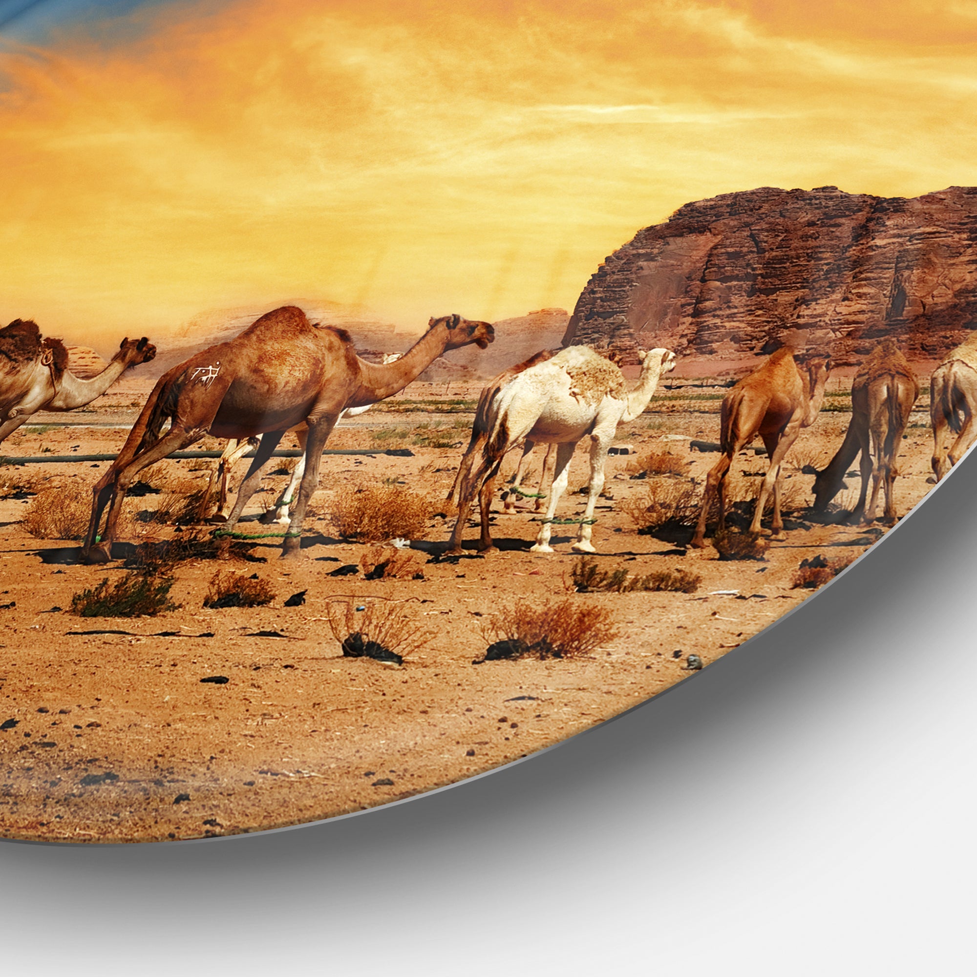 Camels in Wadi Rum' Disc Photography Circle Metal Wall Art