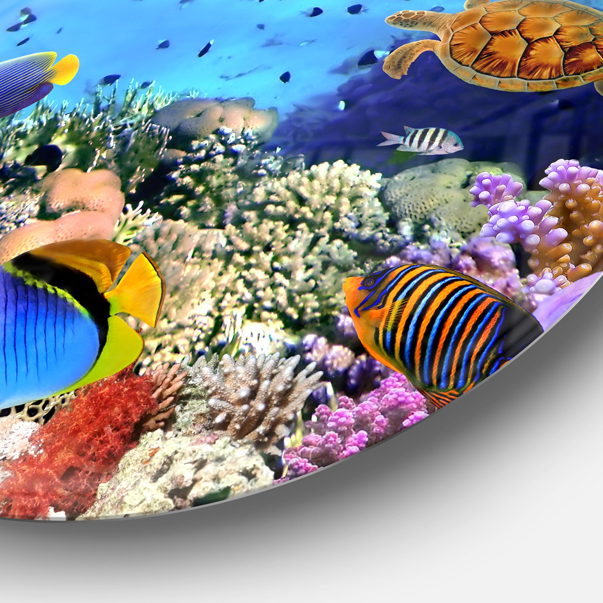 Coral Colony and Coral Fishes' Disc Seascape Circle Metal Wall Art