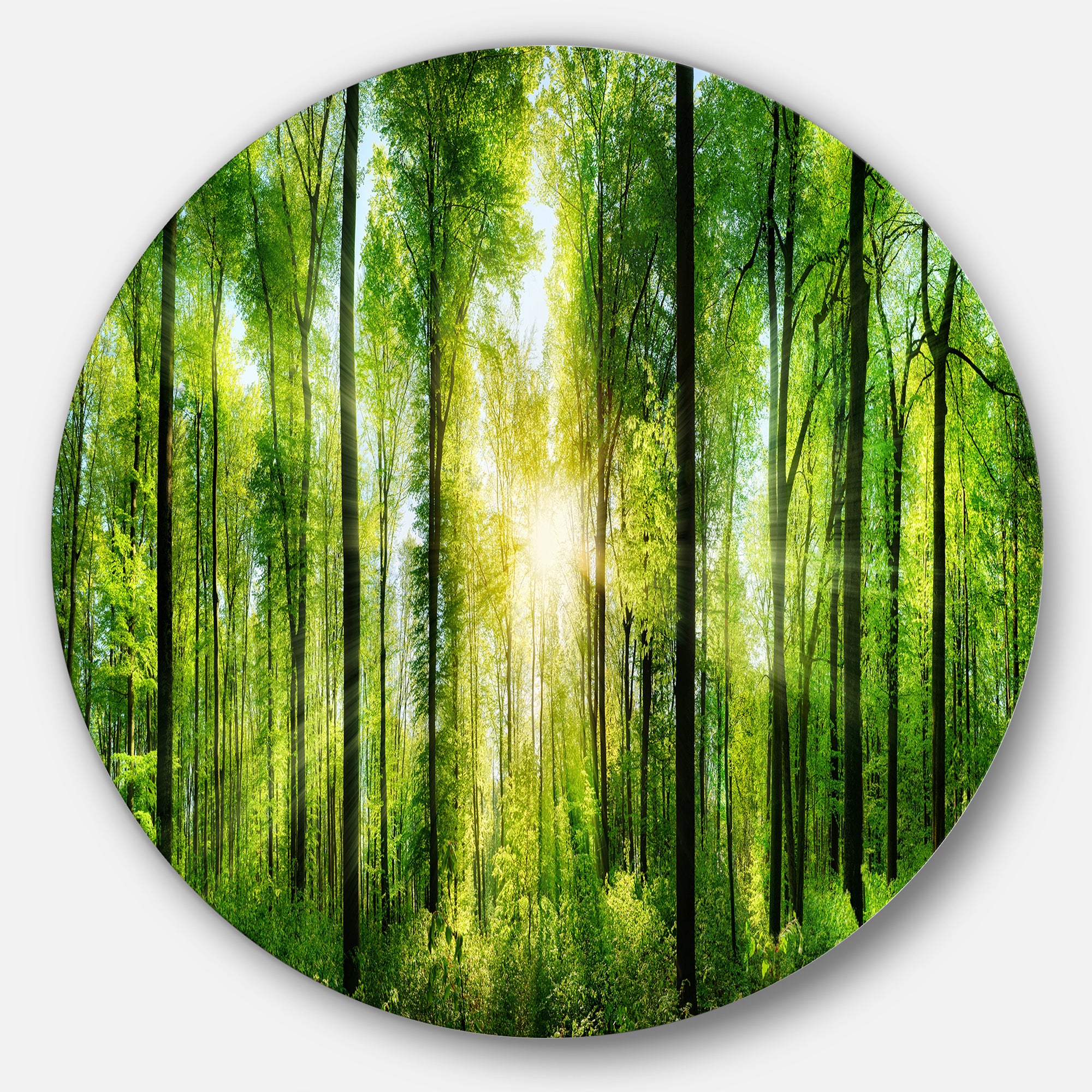 Forest with Rays of Sun Panorama' Disc Landscape Circle Metal Wall Art