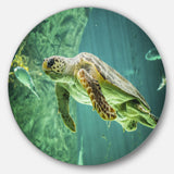Huge Turtle Swimming' Animal Circle Metal Wall Art