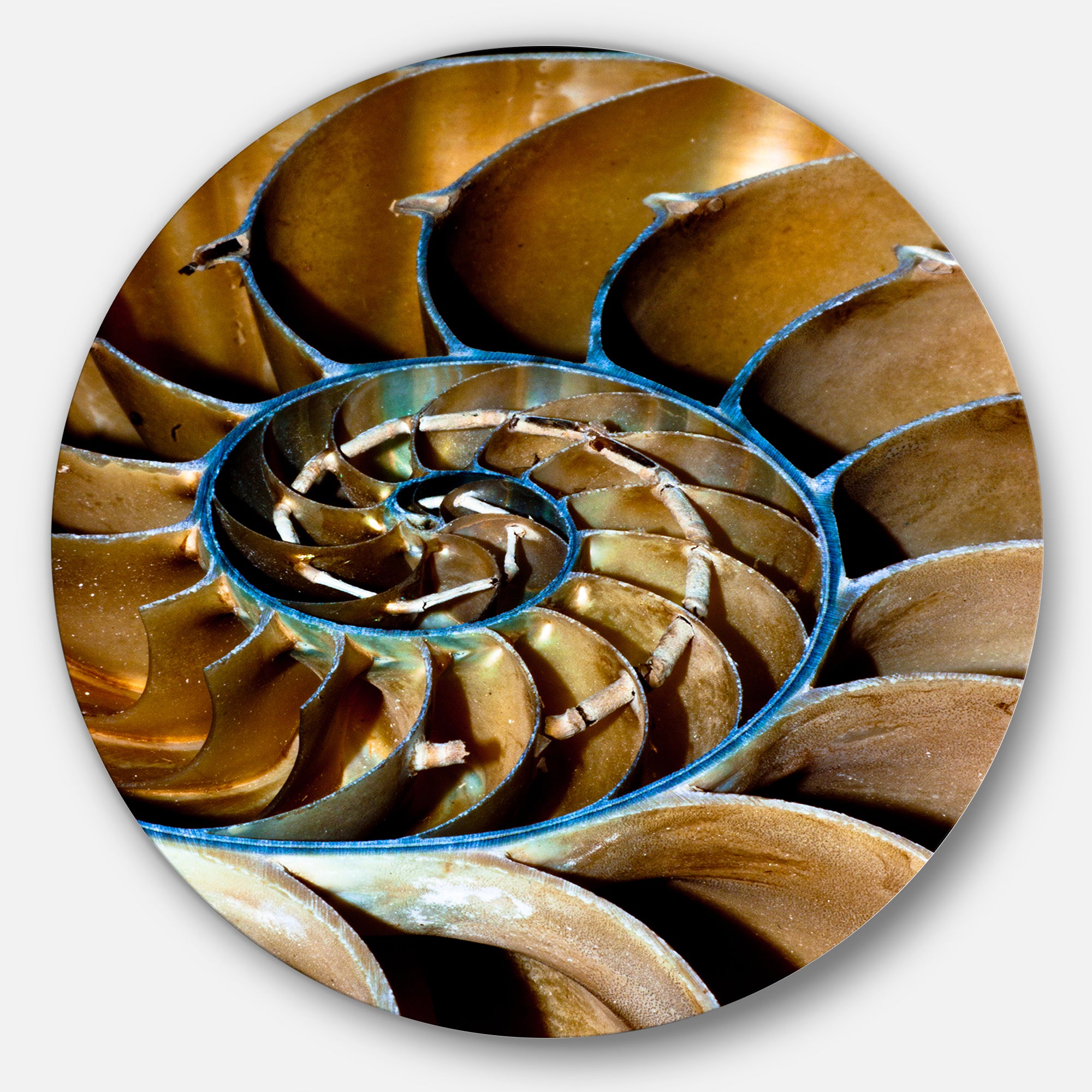 Brown Large Nautilus Shell' Abstract Circle Metal Wall Art
