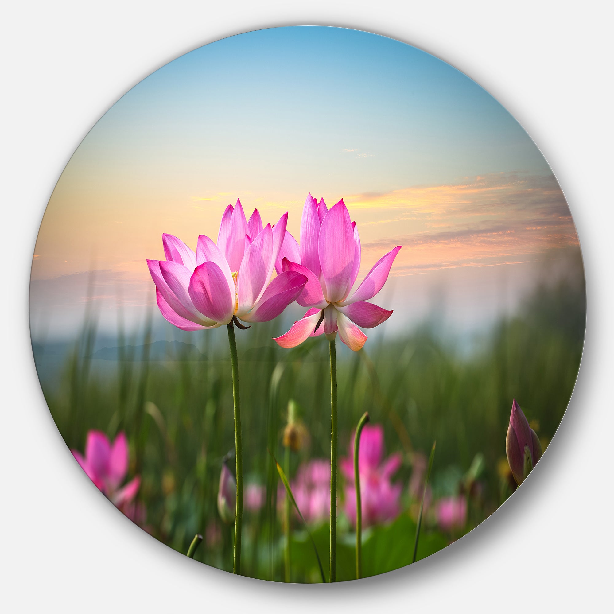 Blooming Lotus Flowers at Sunset' Floral Photo Circle Metal Wall Art