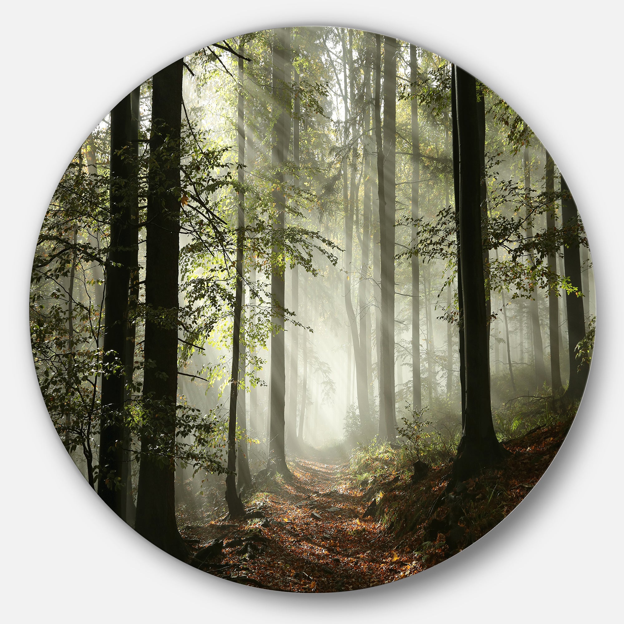 Light in Dense Fall Forest with Fog' Ultra Vibrant Landscape Oversized Circle Wall Art