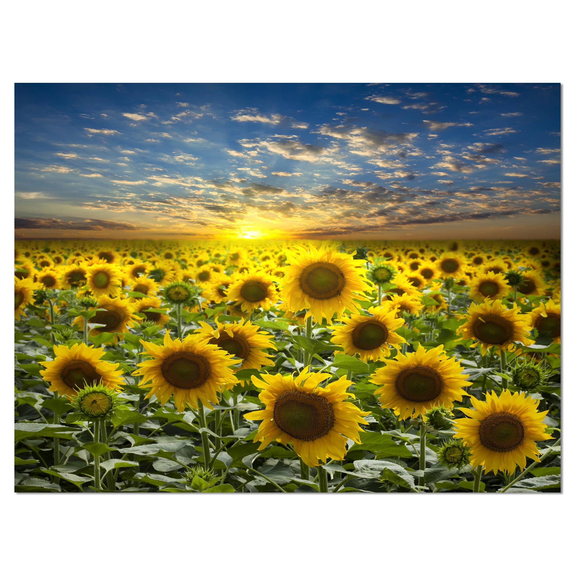Field of Blooming Sunflowers Wall Art