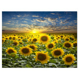 Field of Blooming Sunflowers Wall Art