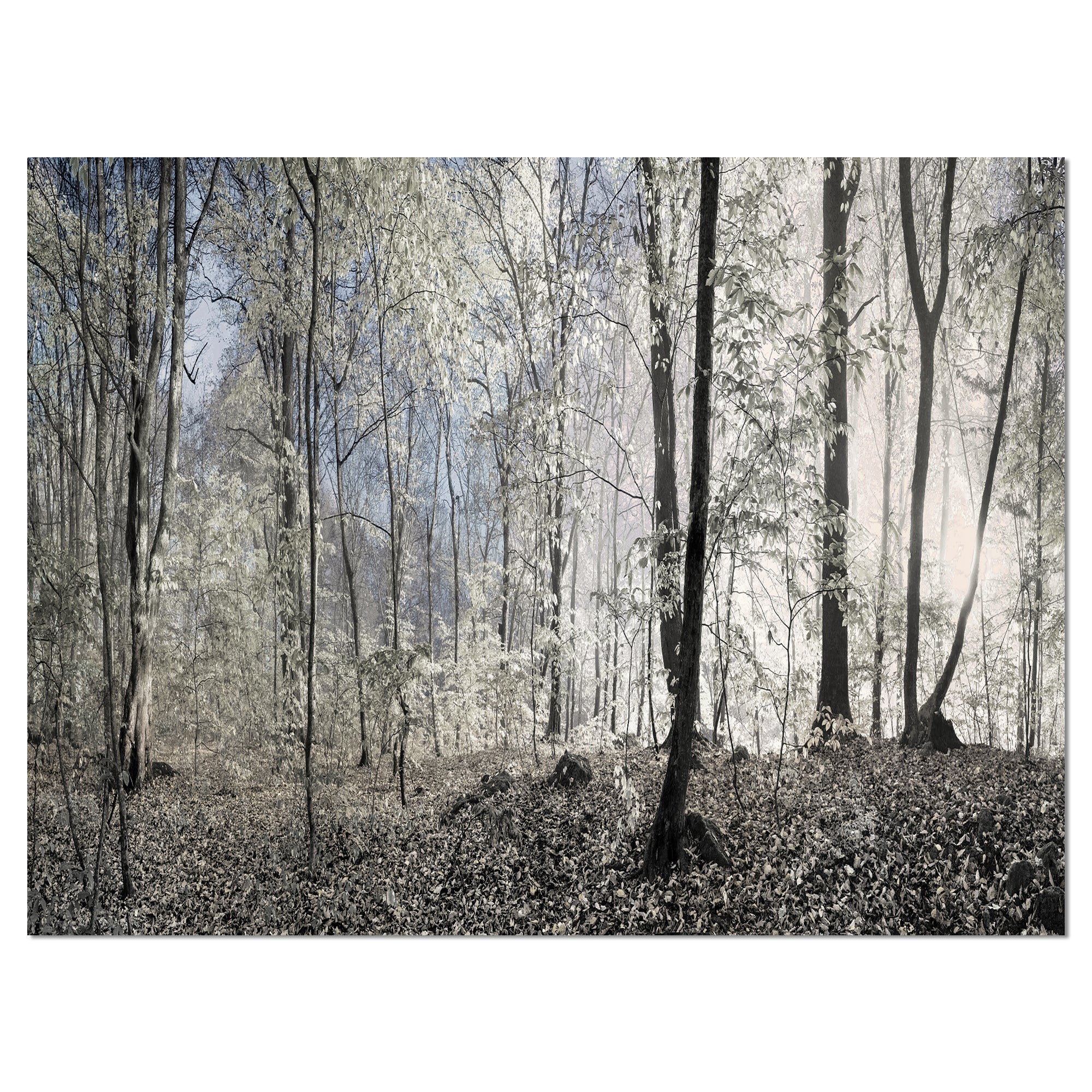 Dark Morning in Forest Panorama Wall Art